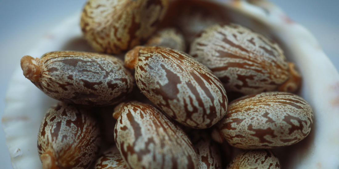 Castor Seeds used for extracting Castor Oil for skin cleansing.