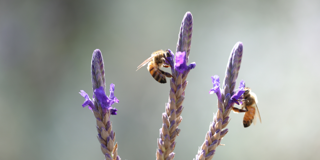 Lavender Oil for Skin: Why It’s Safe, Effective, and Often Misunderstood - Flora Mirabilis