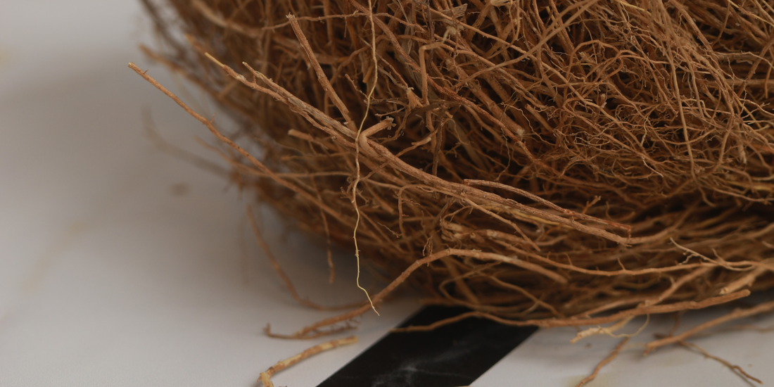 Vetiver root used in steam distillation to make skincare oils.
