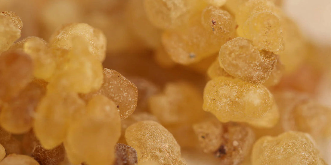Fight Inflammation with Frankincense Oil - Flora Mirabilis