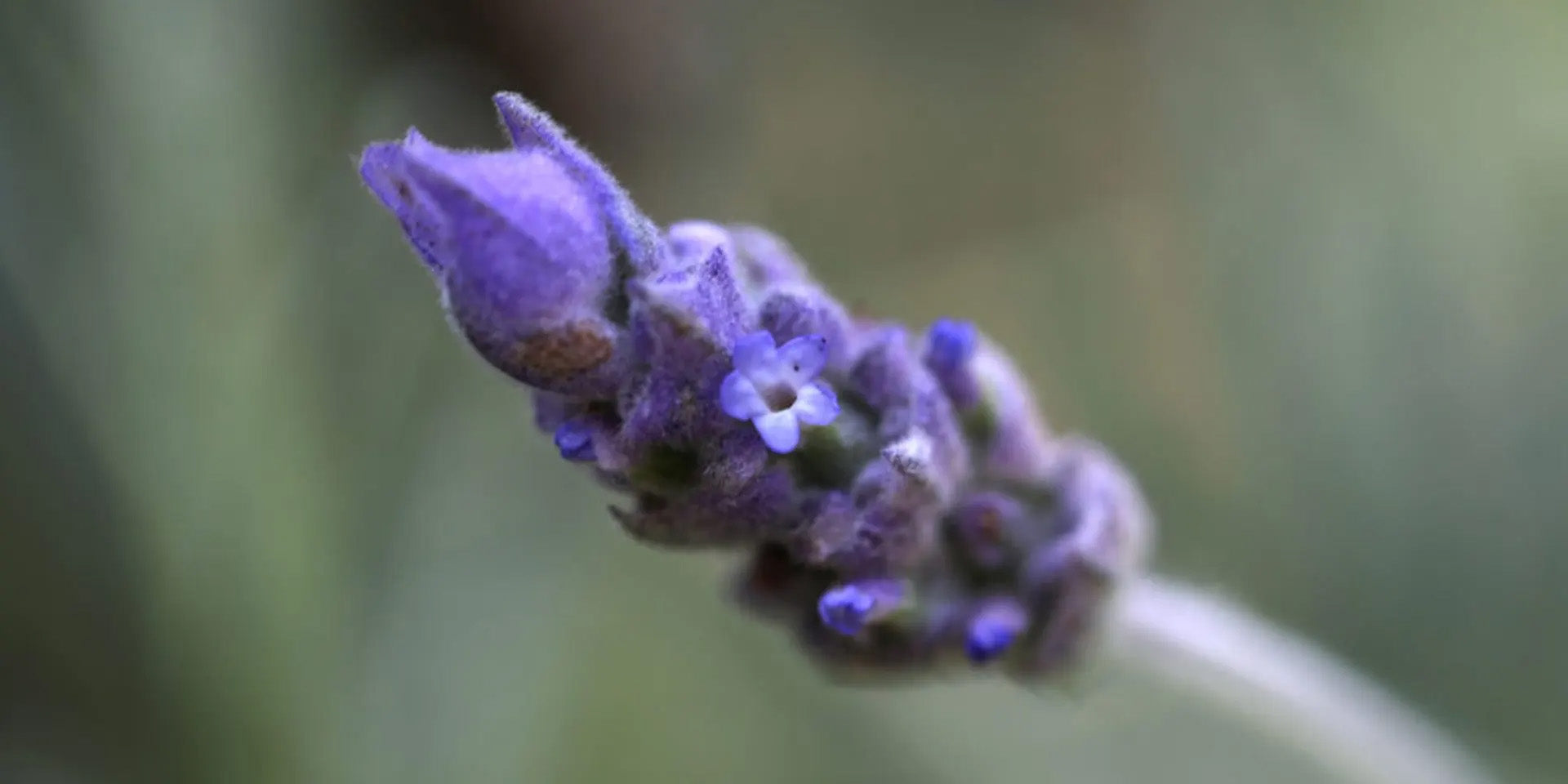 Skin Benefits of Lavender Oil