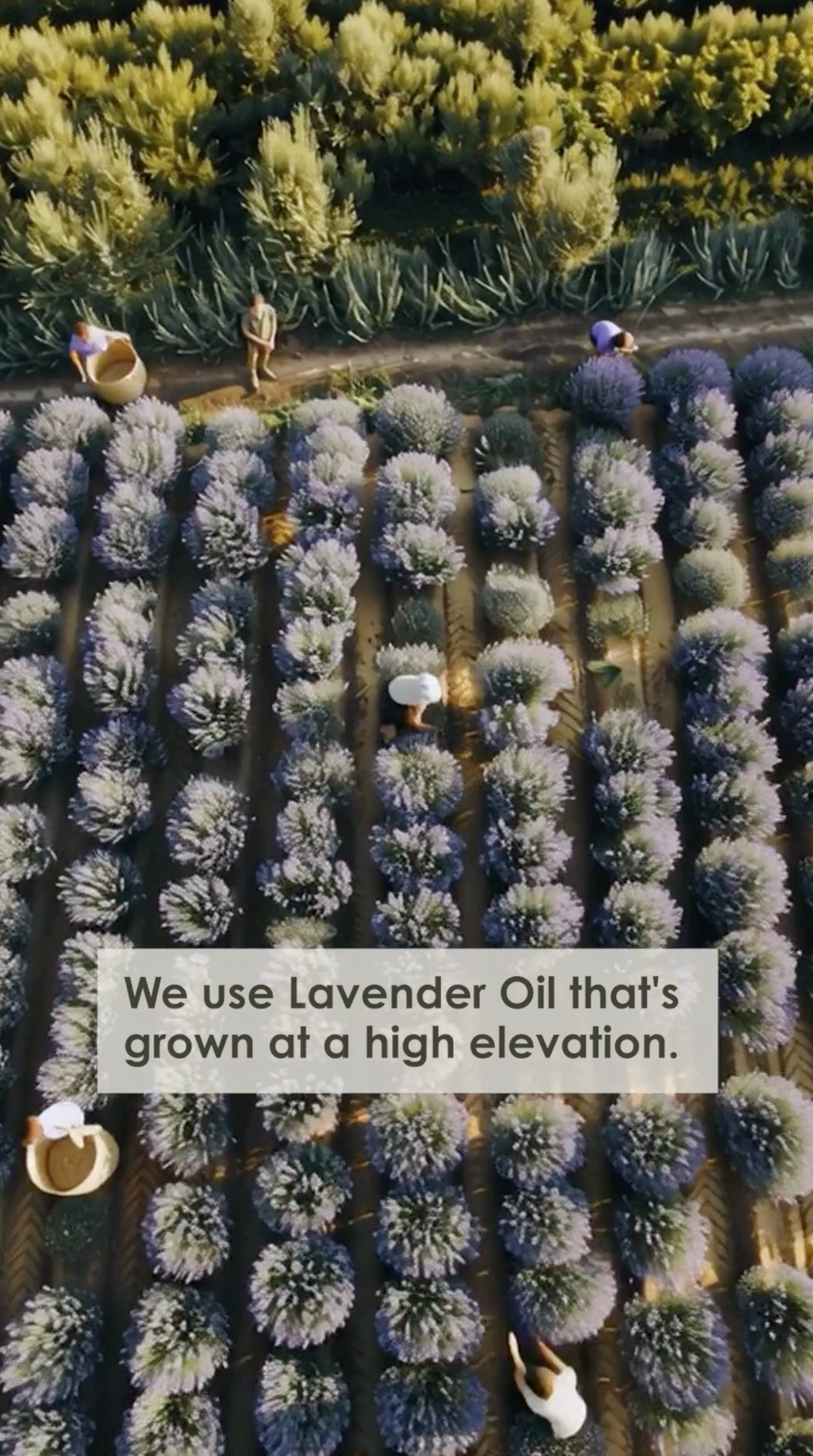 1._Lavender_Grown_At_A_High_Elevation_Thumbnail - Flora Mirabilis