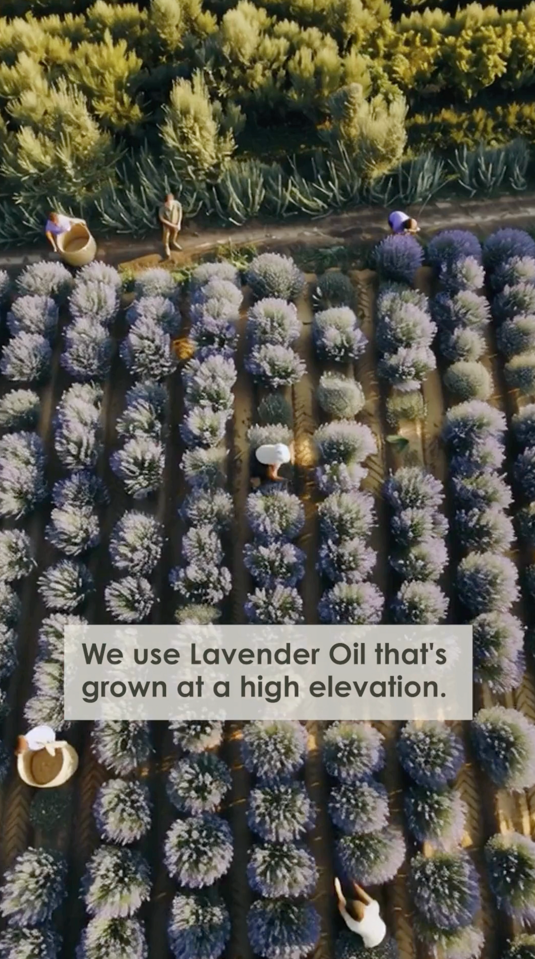 1._Lavender_Grown_At_A_High_Elevation_Thumbnail - Flora Mirabilis