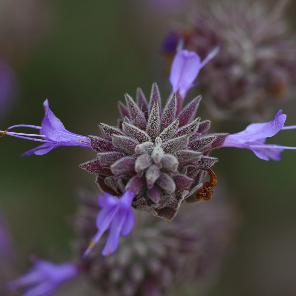 Close-up of lavender flower with a blurred background