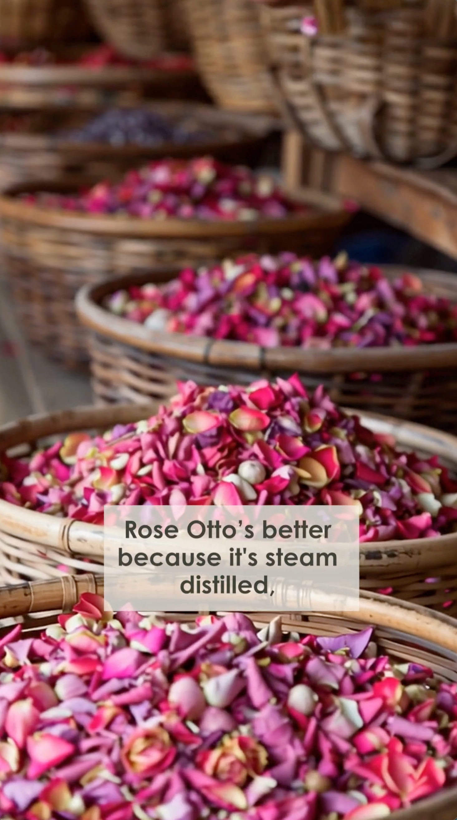 3._Rose_Otto_Thumbnail - Flora Mirabilis